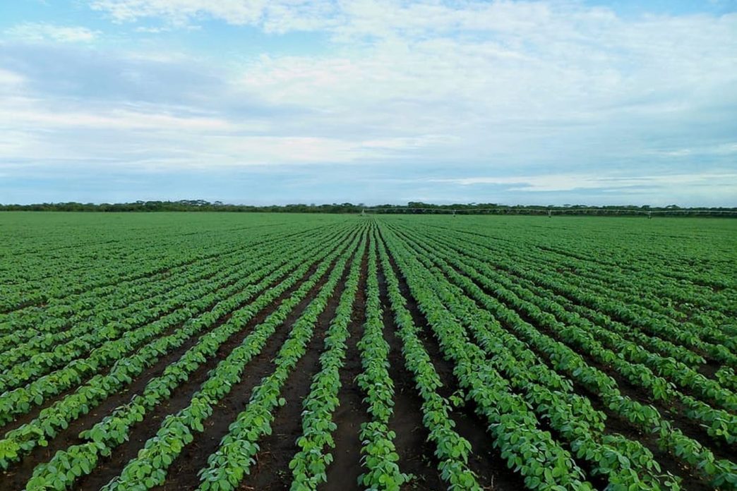 Agricultural reforms reposition Tanzania’s rural economy - Daily News