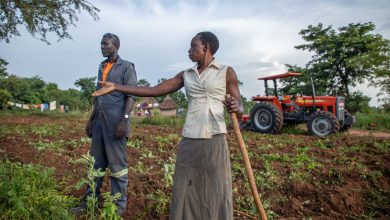 Auma Fatuma tills her garden with a hoe as a tractor ploughs the other chunk. Mechanisation has helped her increase her acreage and production.