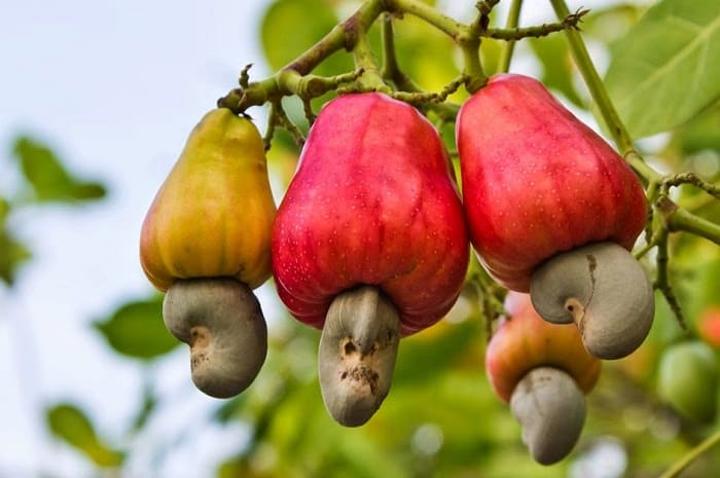 Coast Region targets to triple cashew nut production by 2030