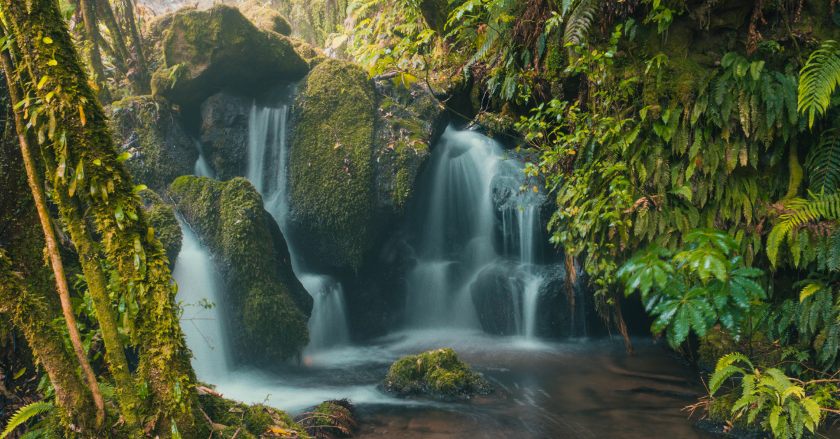 Amani forest draws global attention as ecotourism gains ground