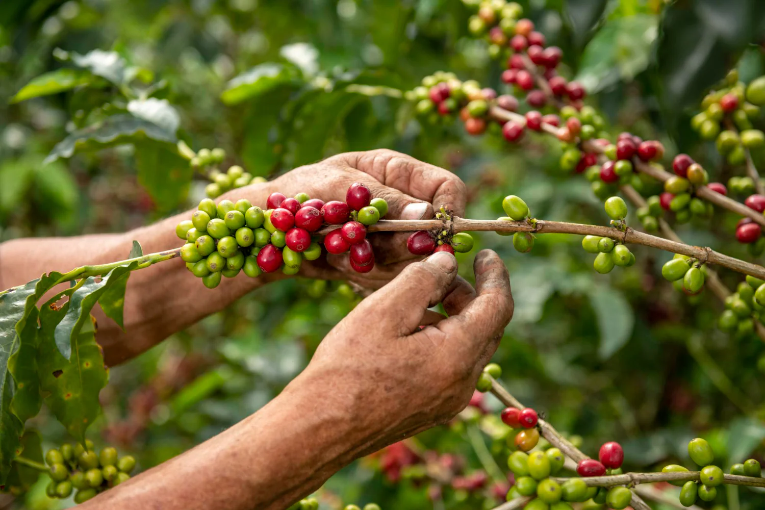 Coffee, roads key in Kyerwa economic push
