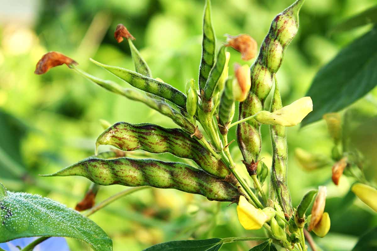 Government moves to open Malaysian Market for pigeon peas