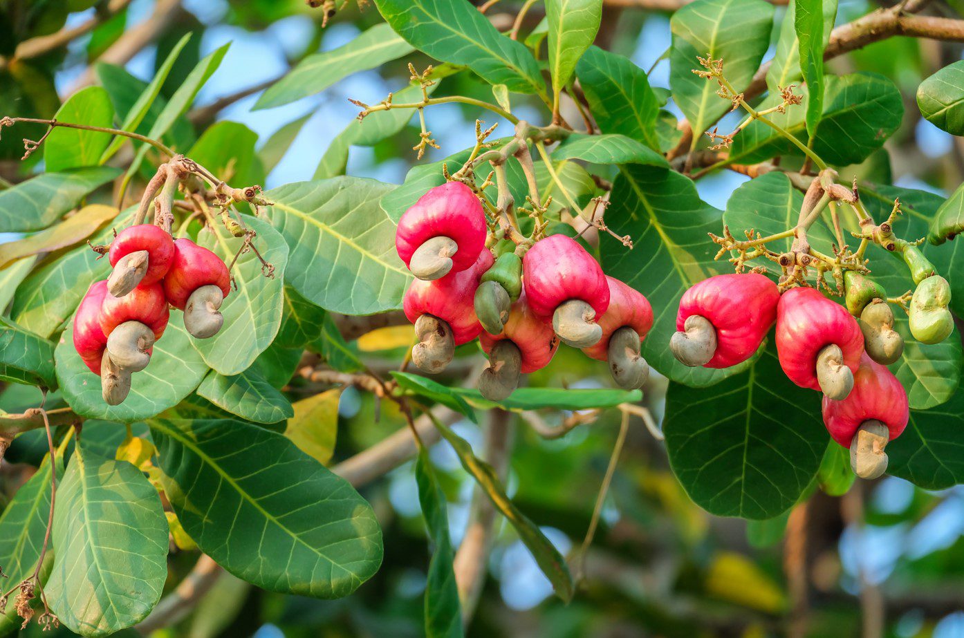 ACA; Tanzania a global hub for cashew learning