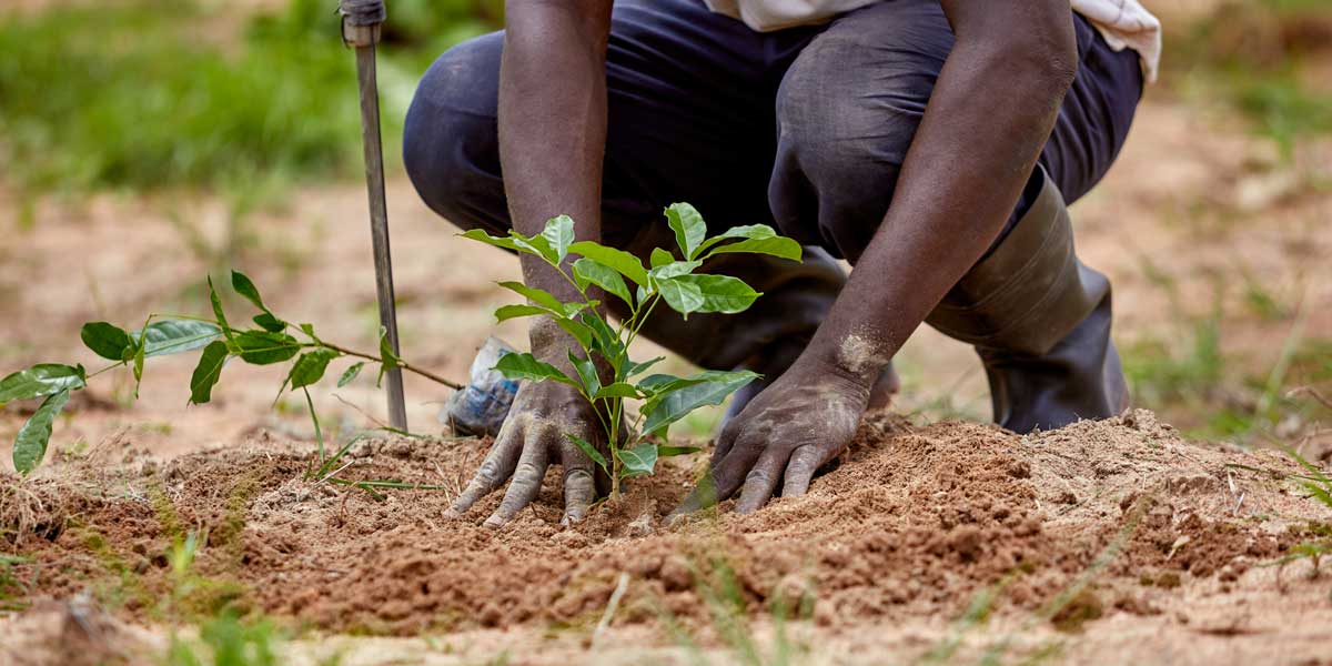 Tree planting drive targets MPs