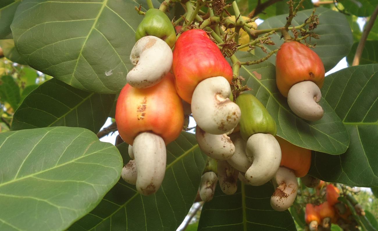 TARI sees cashew potential in Zanzibar