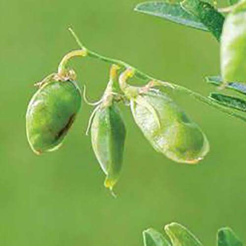 Government moves to open Malaysian Market for lentils