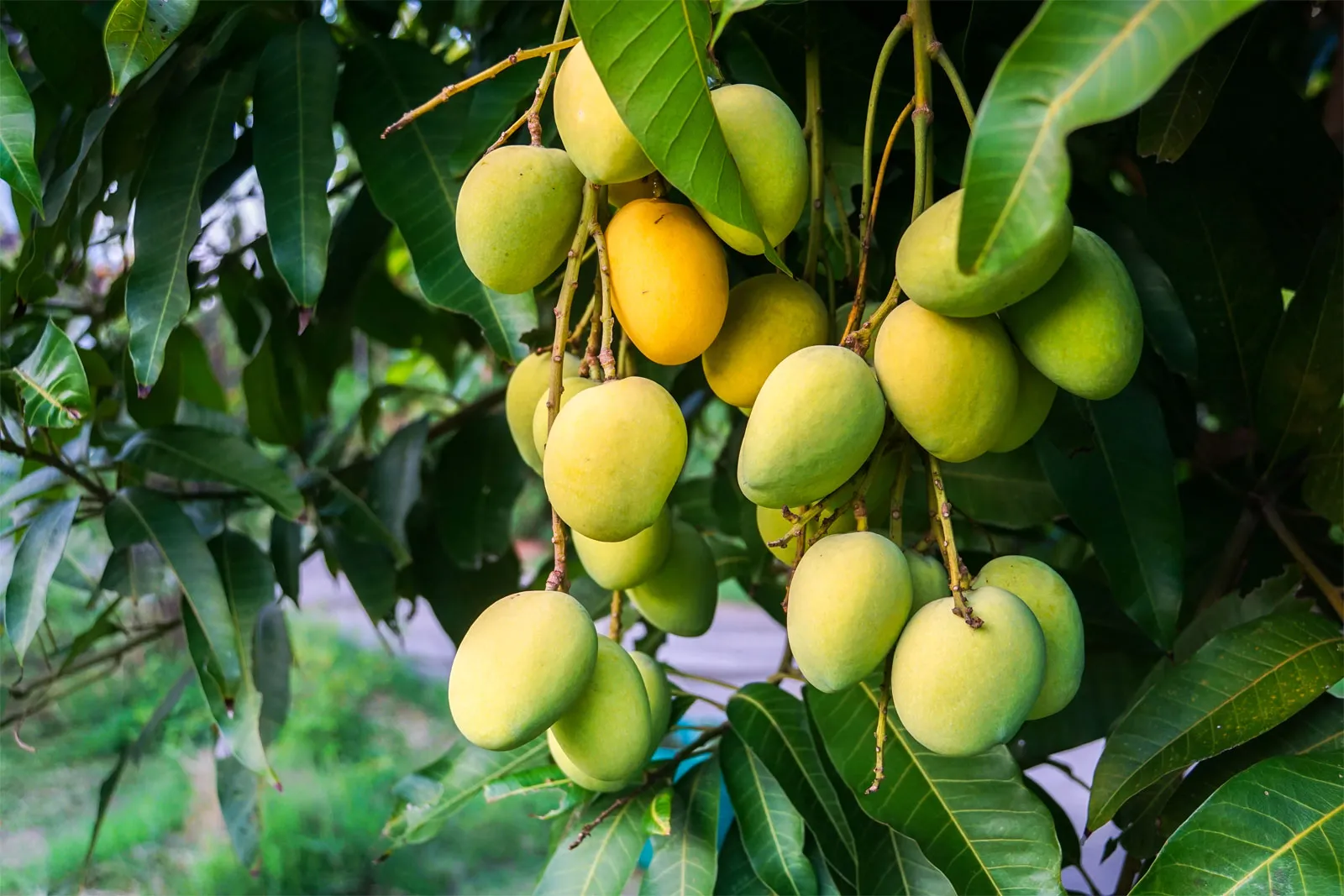 TZ eyes mango sector growth to tap global market