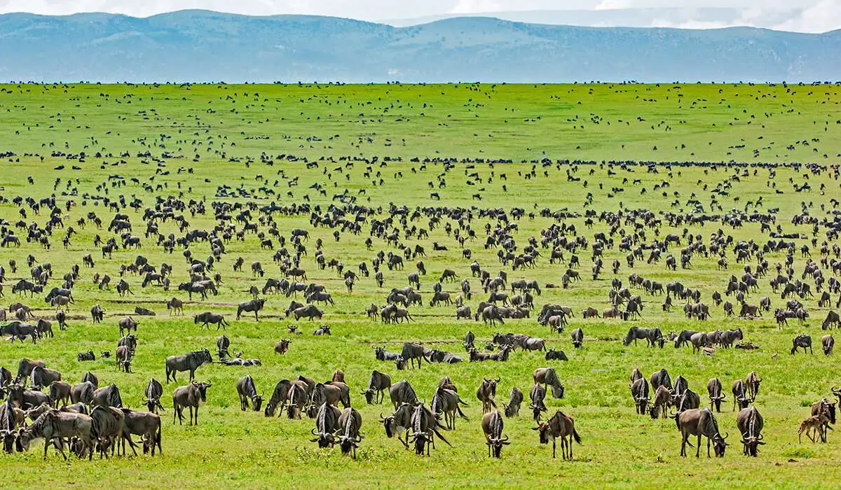 Green season begins in Serengeti