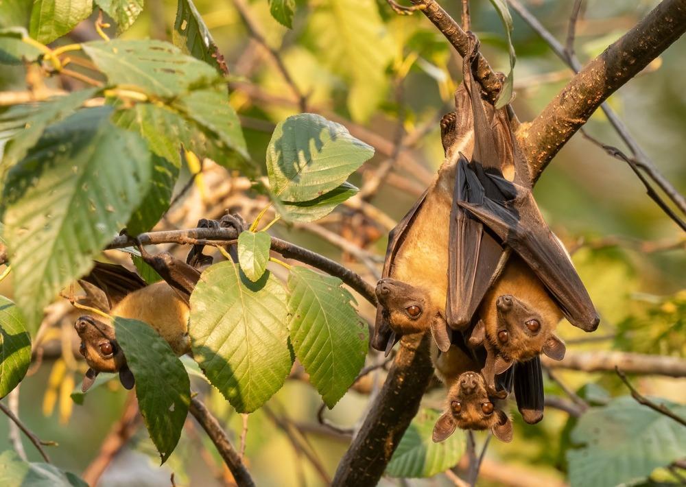 Unsung guardians of the night: Tanzania sees the hidden value of bats