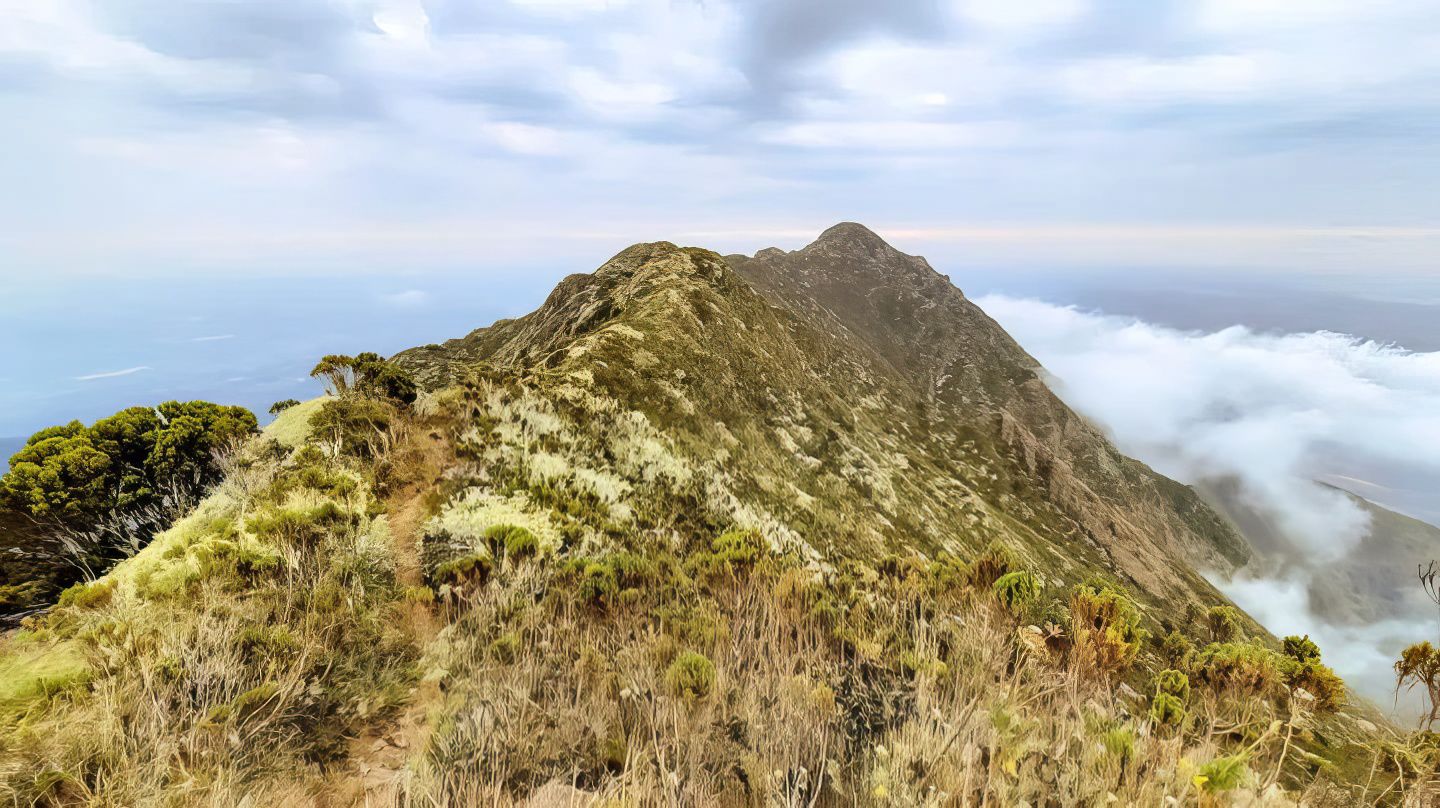 Mount Hanang recovers natural vegetation as conservation education intensifies