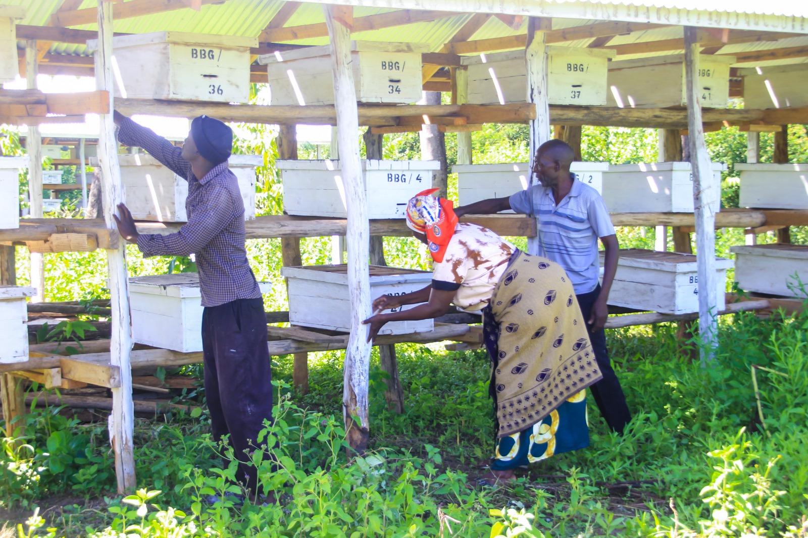 How bees are becoming lifeline for rural families survival