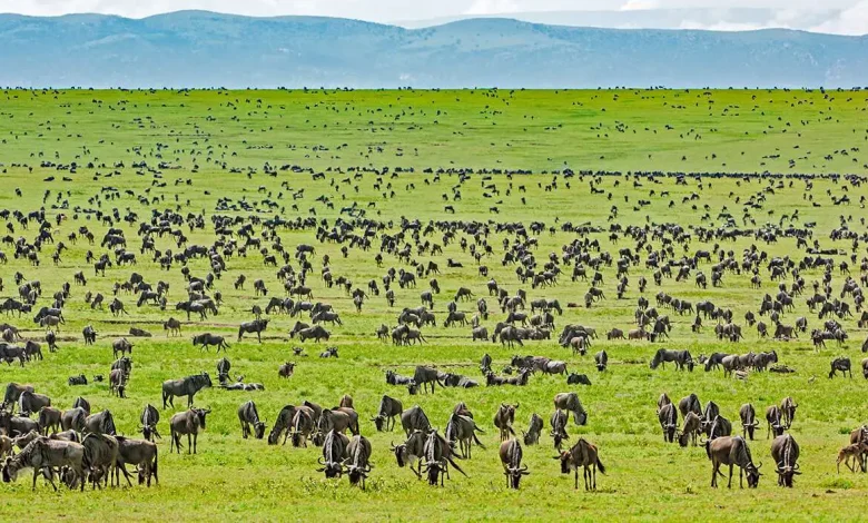 Serengeti unbound: Witness the primal thunder of the Great Rut