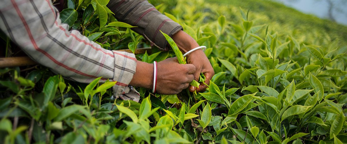 Govt in talks to revive idle MeTL tea estates