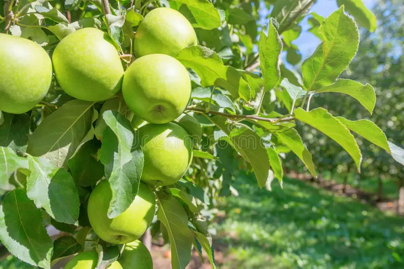 Youth, women urged to tap apple farming as imports rise