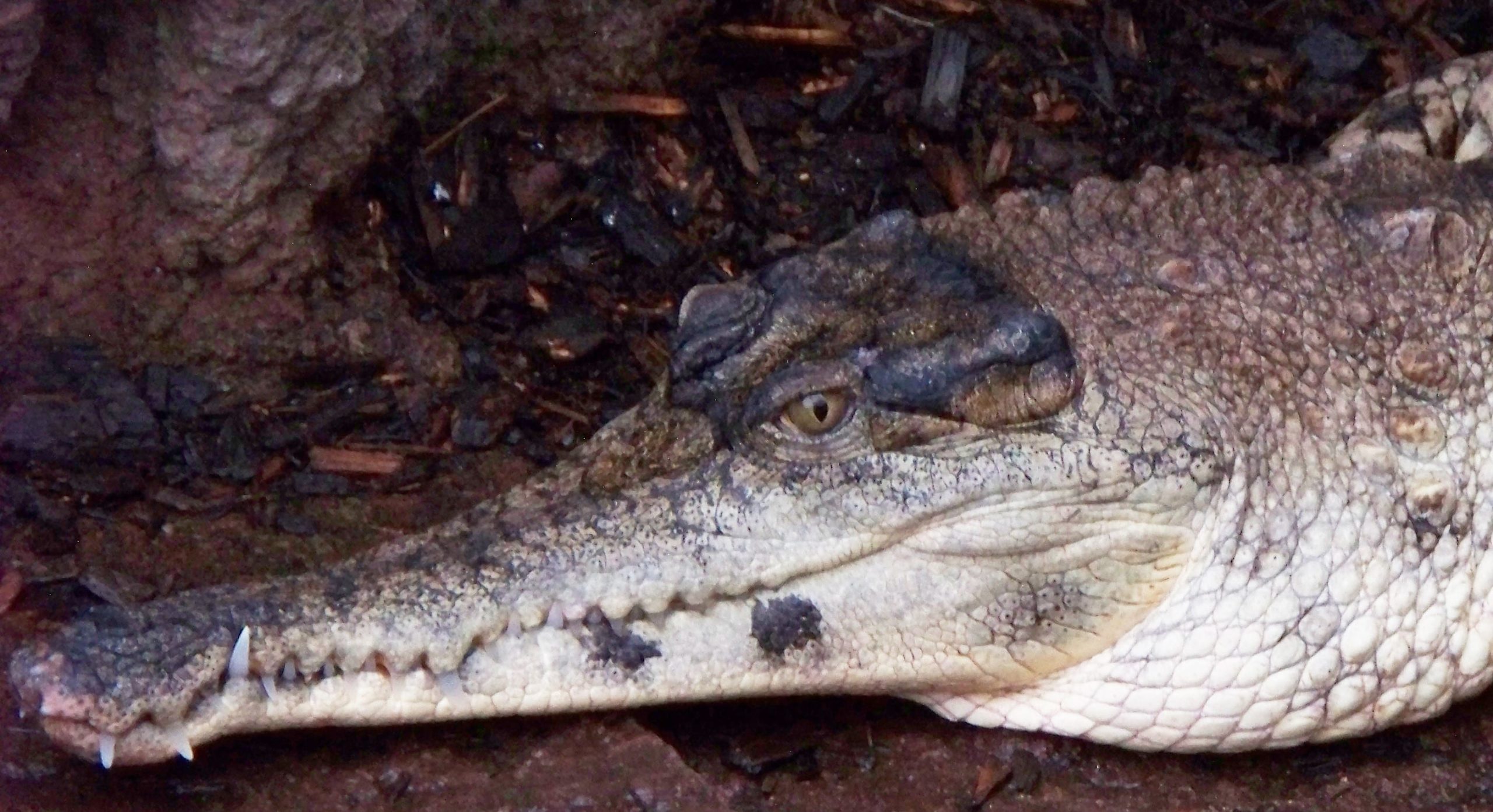 Meet the African slender-snouted crocodile of Lake Tanganyika