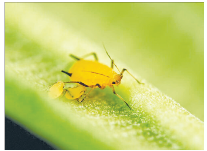 Tanzania's rice belt faces growing Aphid menace
