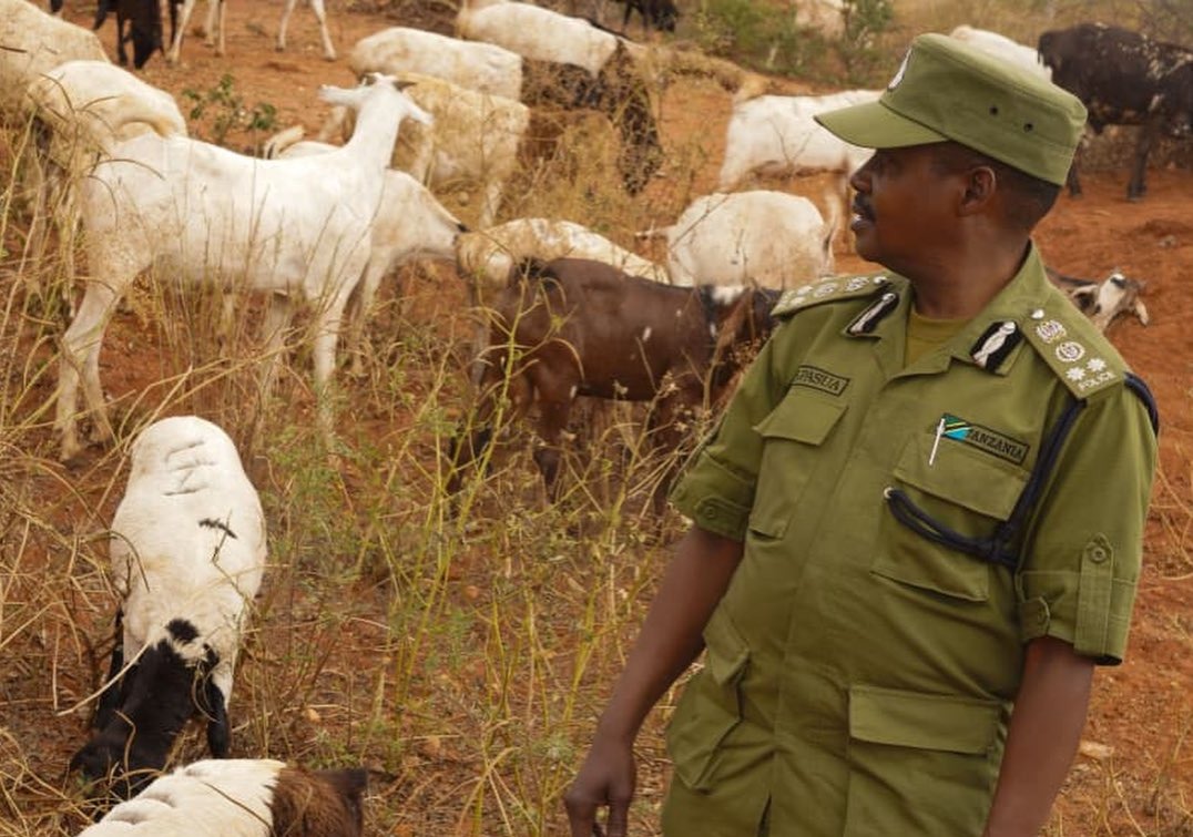 STPU nabs two people allegedly involved in smuggling of 254 livestock to a neighbouring country