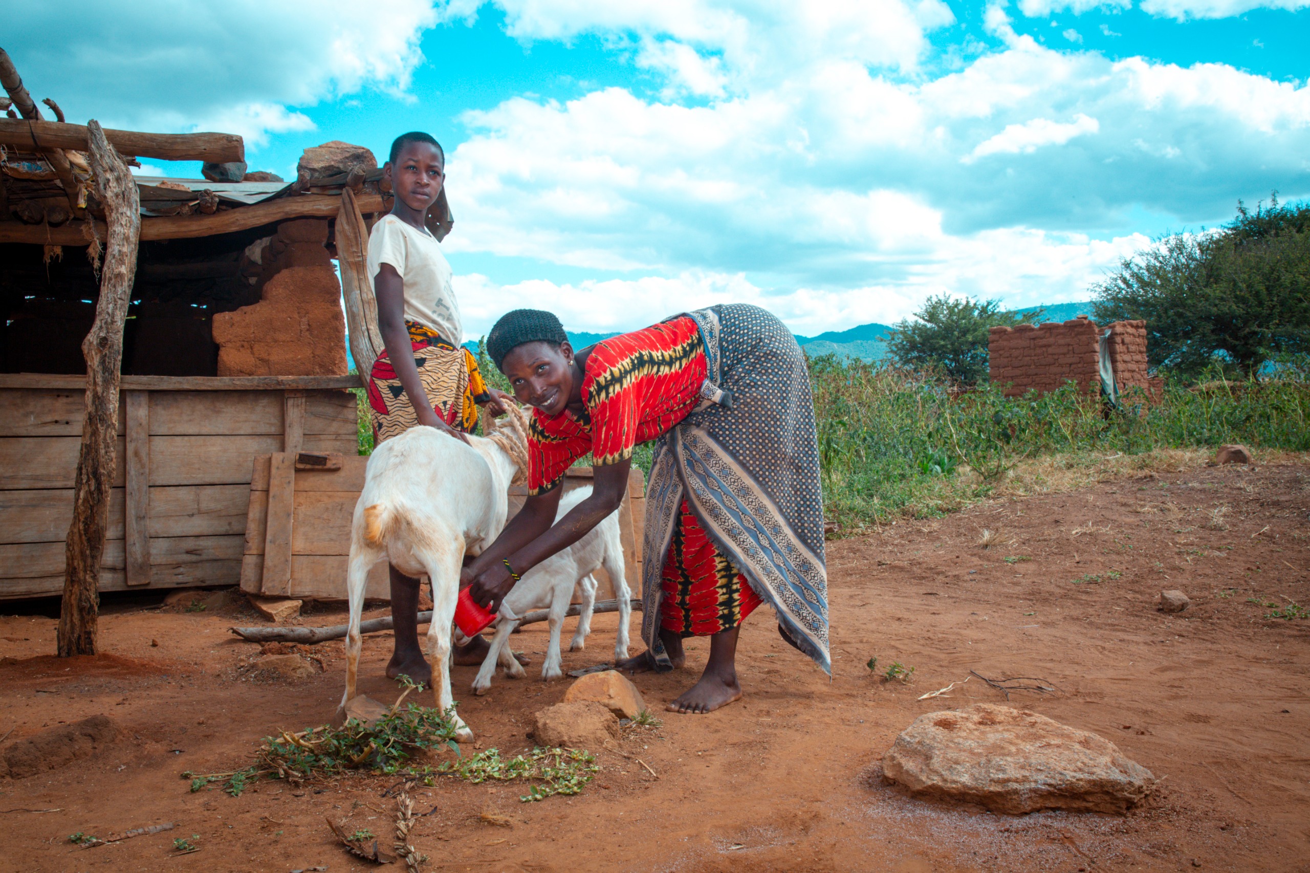 The ‘goats’ fighting malnutrition in Dodoma villages