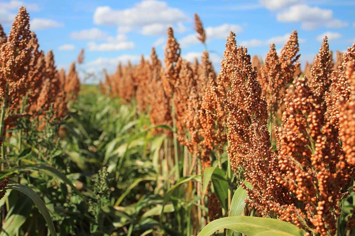 Indigenous seeds gain ground as farmers challenge modern dependence