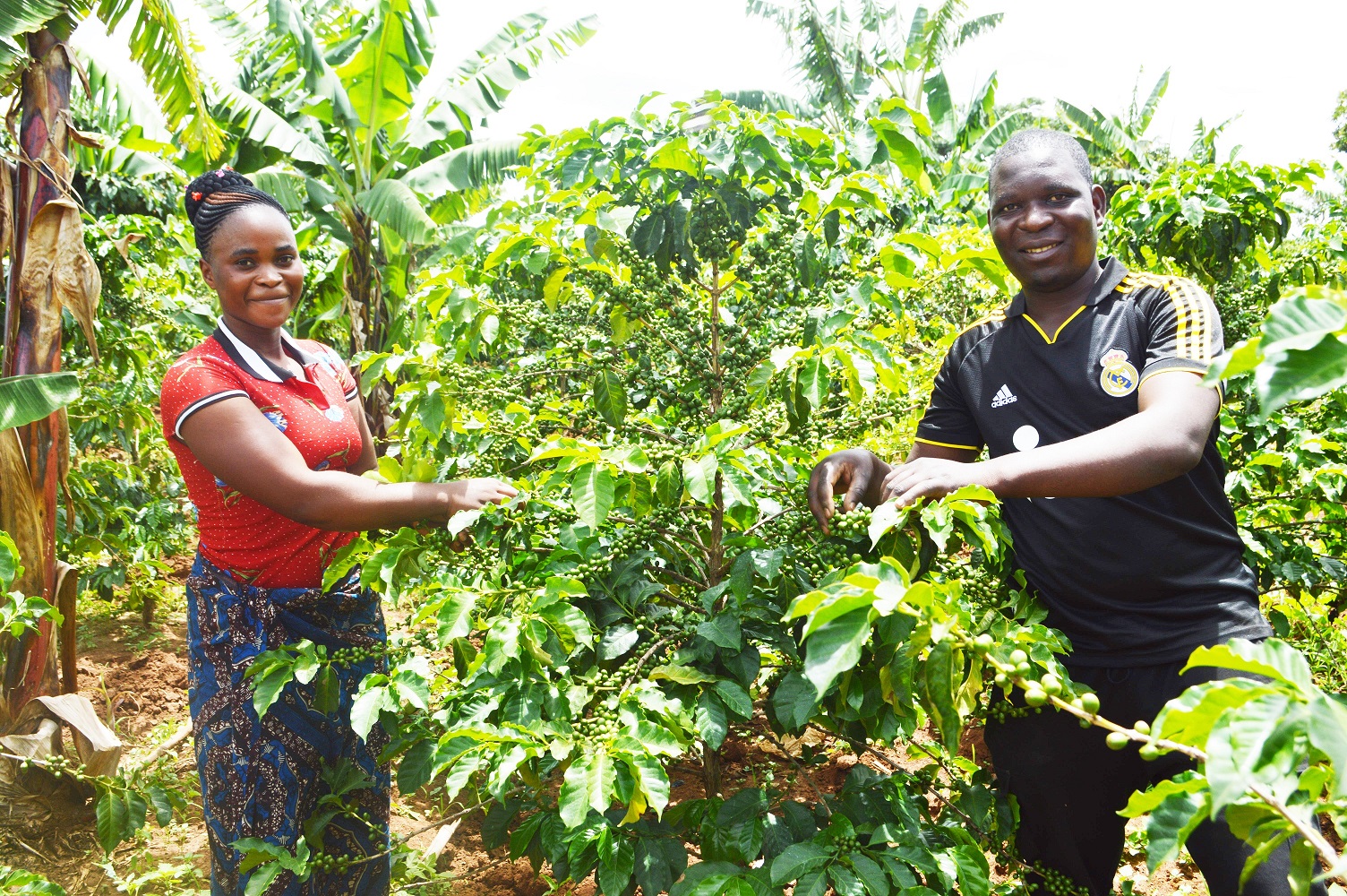 Coffee farmers in Tanzania prepare for climate change with practical knowledge, tools and adaptation measures