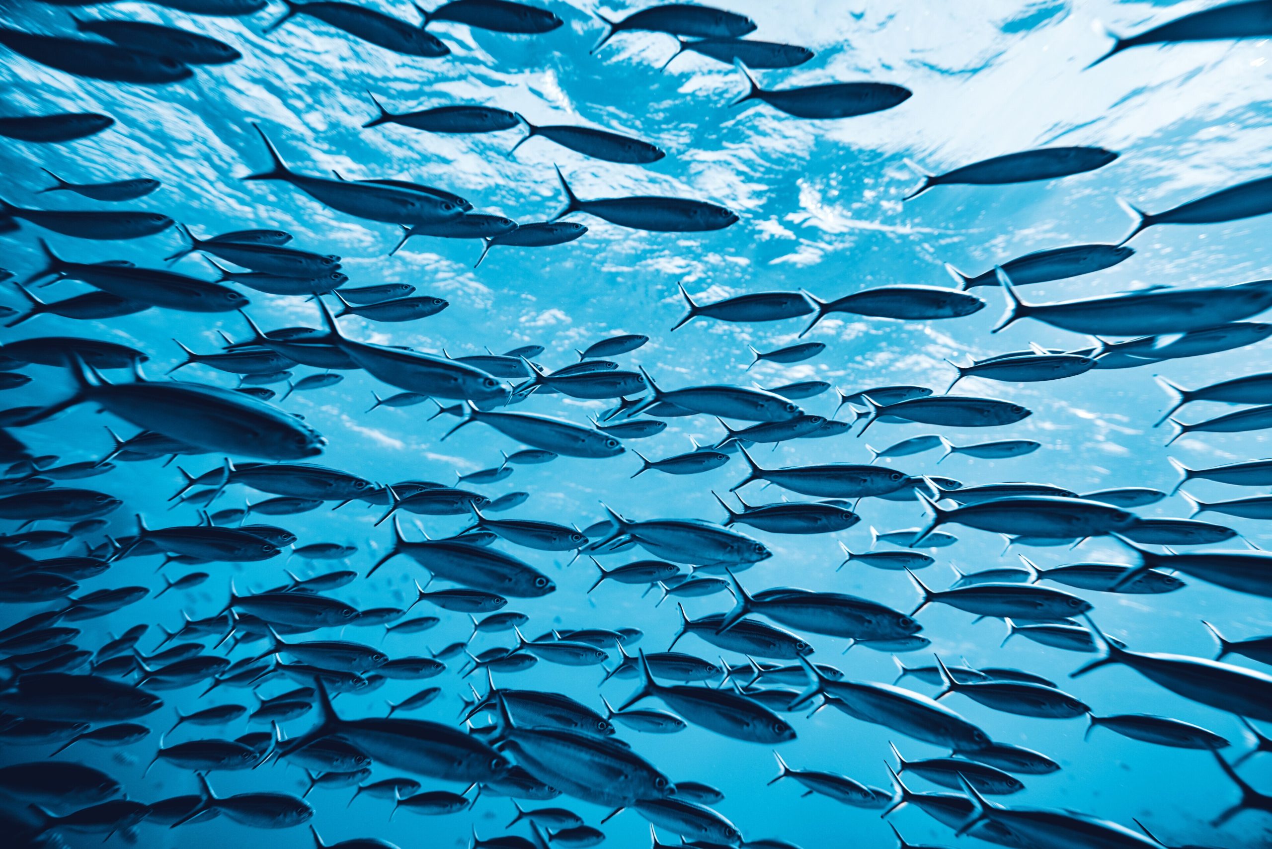 DMI pushes blue economy investment opportunities