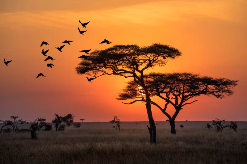 Stakeholders call for fast-tracking of Serengeti airport project