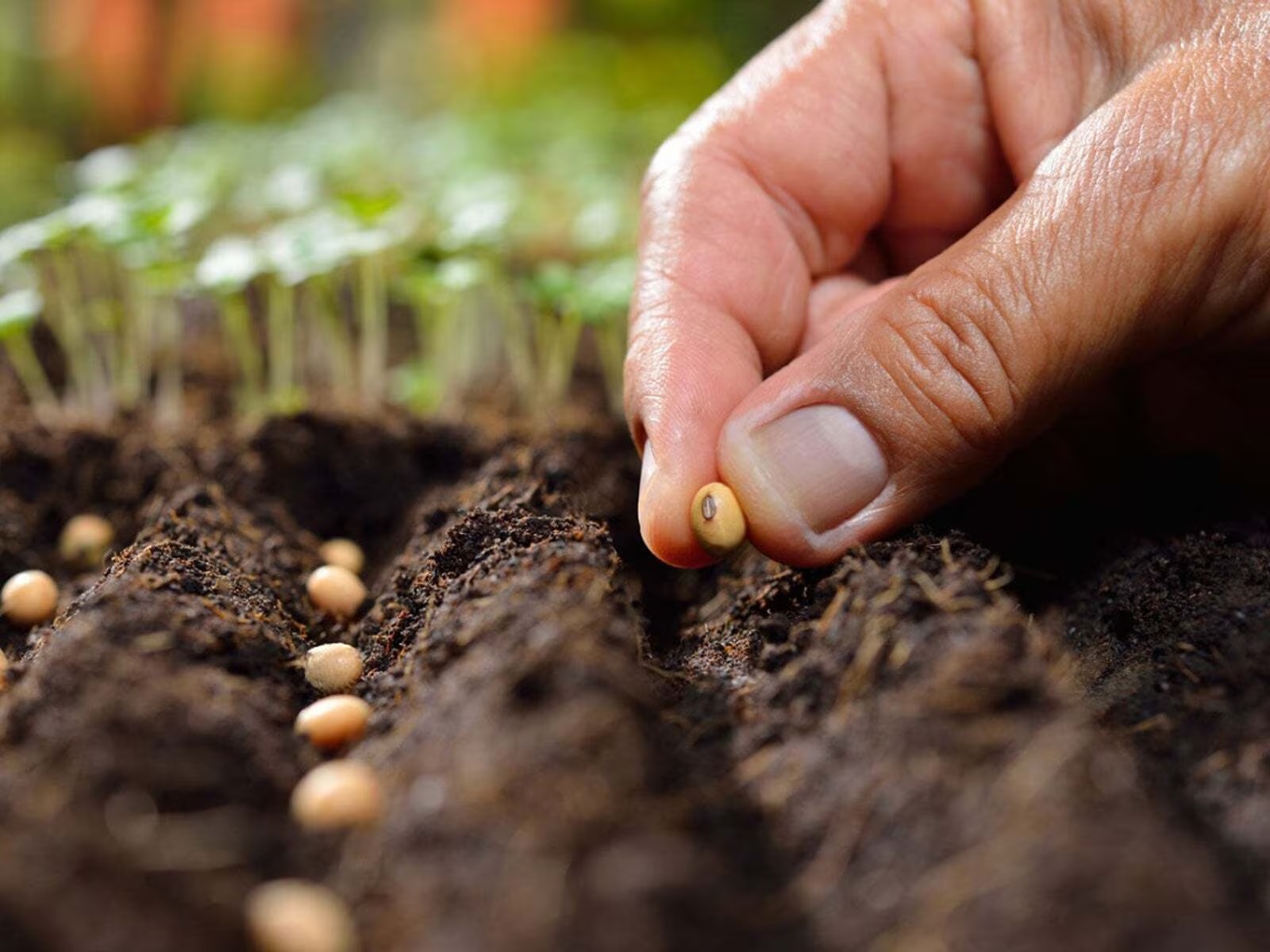 Farmers told to embrace modern seeds