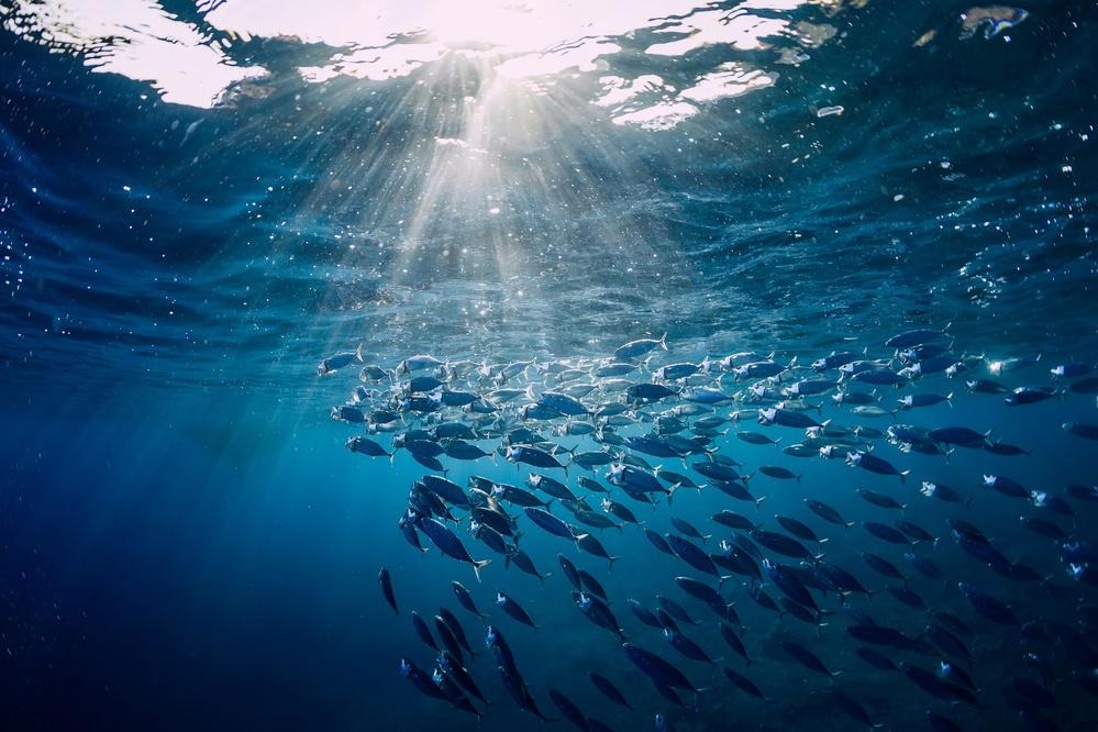 From water to wealth: Unlocking Tanzania’s blue economy