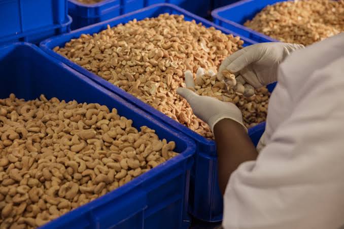 Cashew processing opens investment opportunities