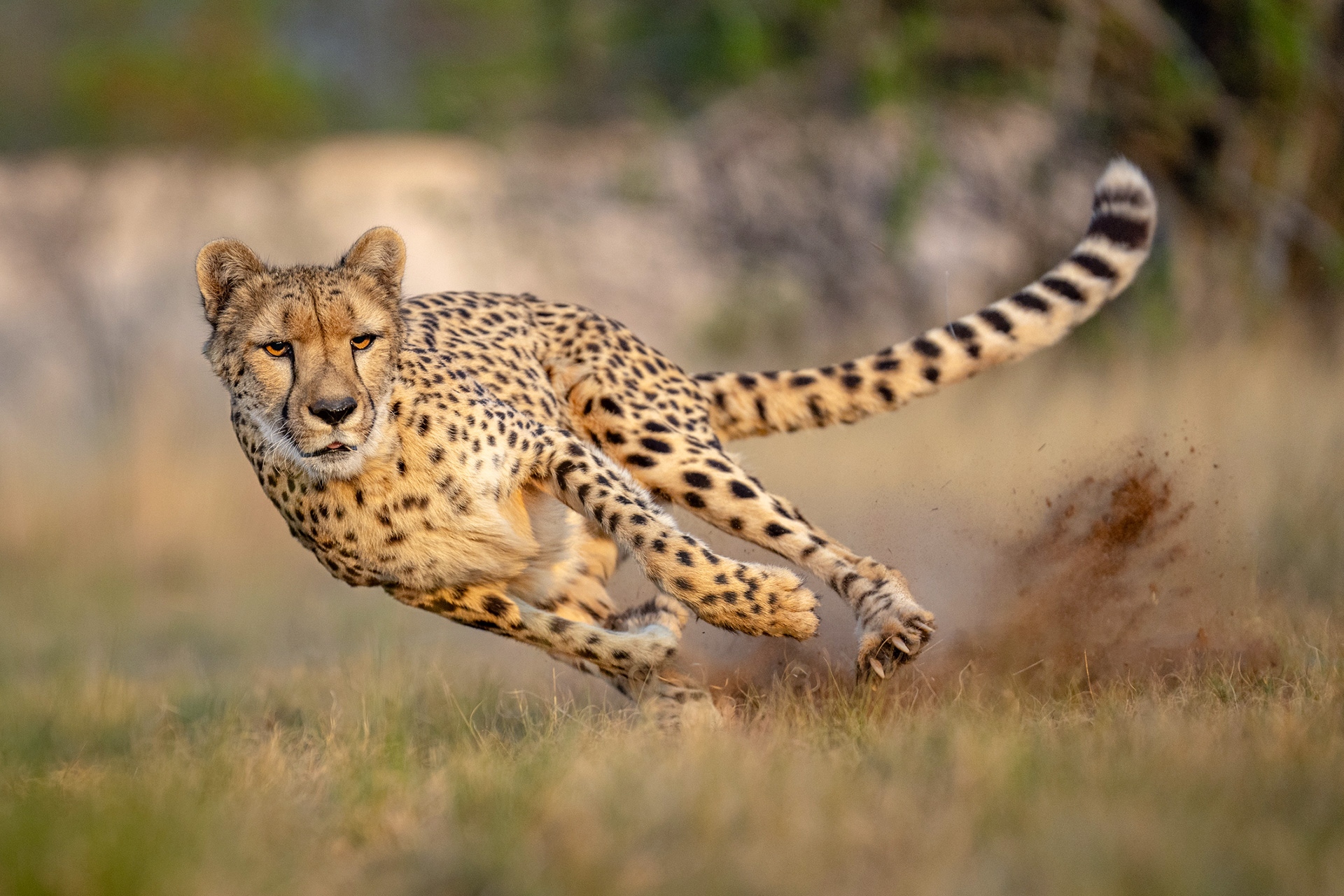 This is a story of evolution of speed in the Savannah