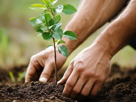 Stakeholders urged to ensure planted trees survive