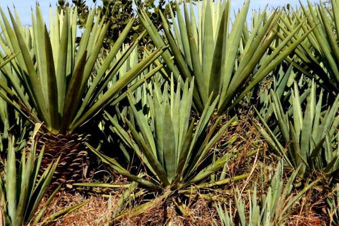 Sisal waste offers new hope for Tanzania’s forests
